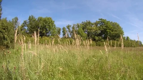 Q Sky. Forest. Wind .Grass. Stock Footage 79392438