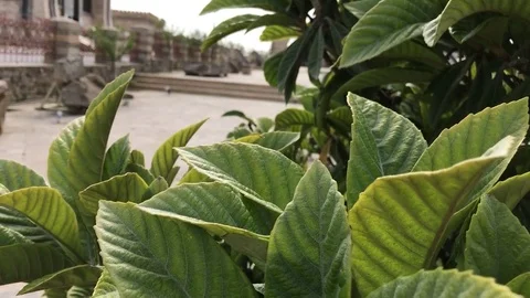 Qala preserve Stock Footage 80503819