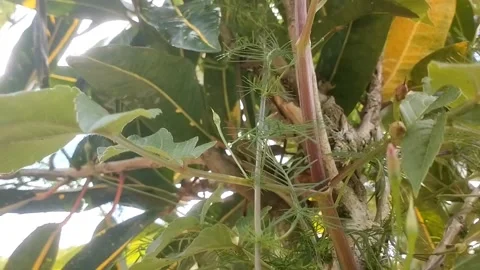 Qat Plant Stock Footage 330274246
