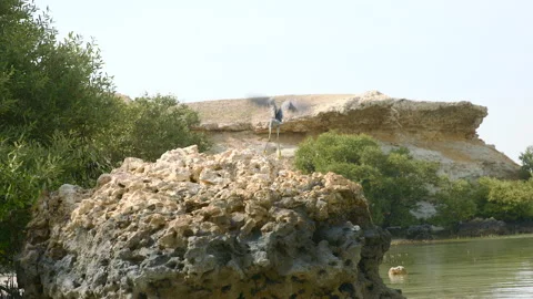 Qatar heron bird flying Stock Footage 170821154