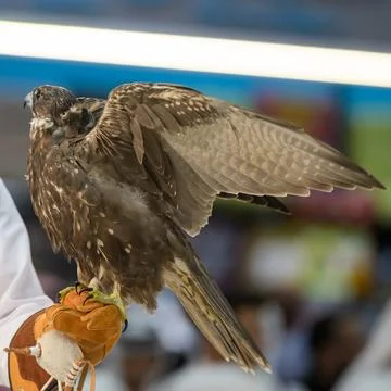An Qatari exhibitor shows a falcon during 8th edition of Katara Internation.. Stock Photos