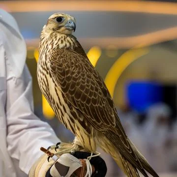 An Qatari exhibitor shows a falcon during 8th edition of Katara Internation Stock-Fotos