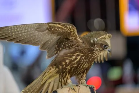 Qatari Falcon Close Up Portrait Foto stock
