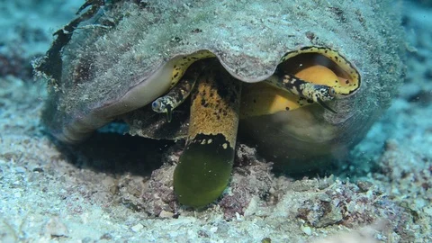 Qeen conch 库存影片 86879493