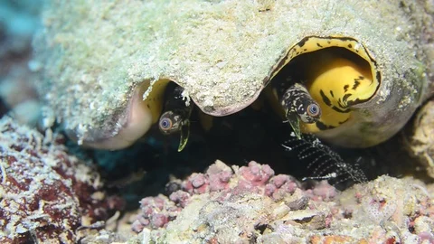 Qeen conch Stock Footage 86880002