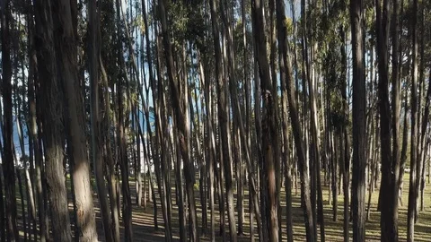 Qenko (Qenqo) Cusco forest aerial push-in - Peru, South America Stock Footage 119285283