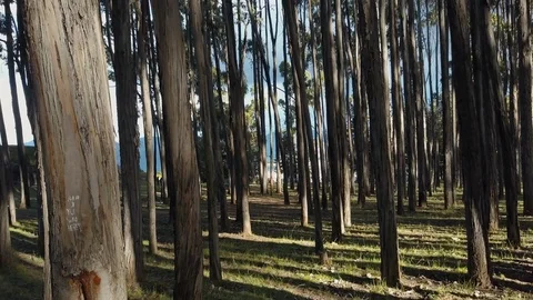 Qenko (Qenqo) Cusco forest aerial push-in - Peru, South America Video stock 119285904