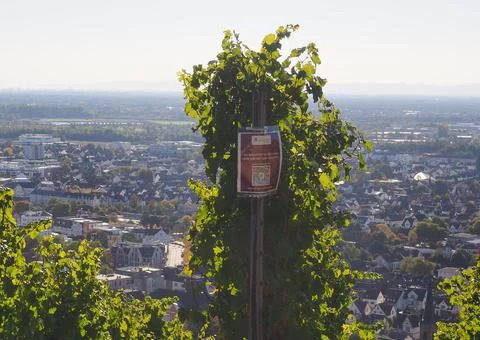 QR-code with details about winery of the city of Blenheim Photos