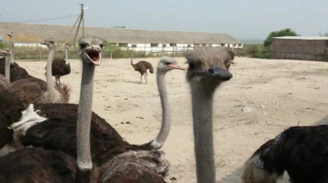 QT11 Stock Footage 846140