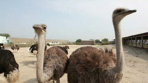 QT12 Stock Footage 846219