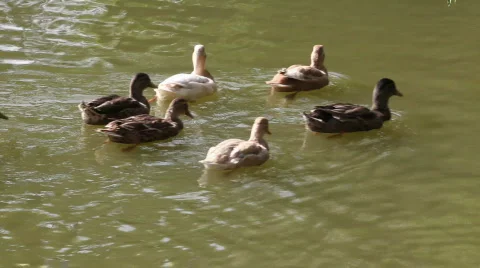 QT13 Stock Footage 846349