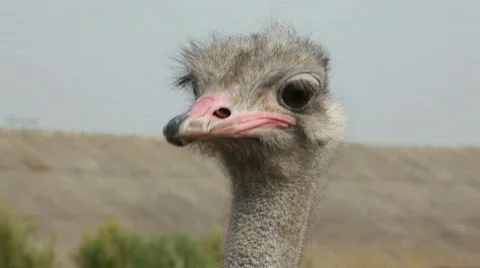 QTHD02 Stock Footage 851472