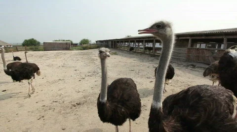 QTHD04 Stock Footage 851443