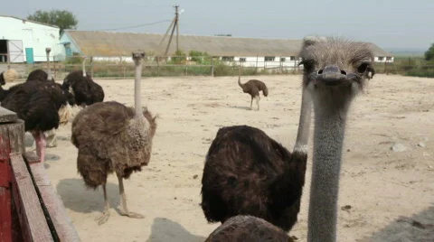 QTHD15 Stock Footage 851301