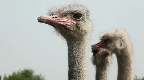 QTHD17 Stock Footage 851213