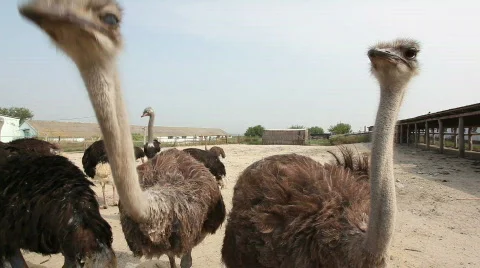 QTHD18 Stock Footage 851528