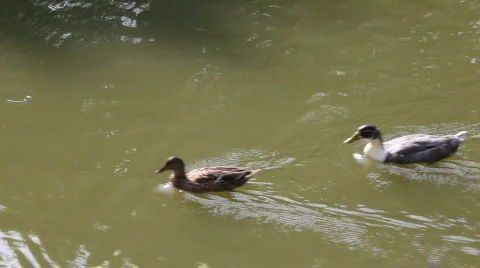 QTHD19 Stock Footage 851353