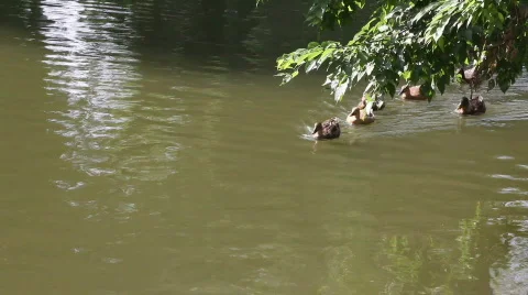 QTHD20 Stock Footage 851670