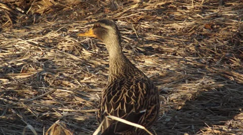 Quacking Duck Stock Footage 23916978