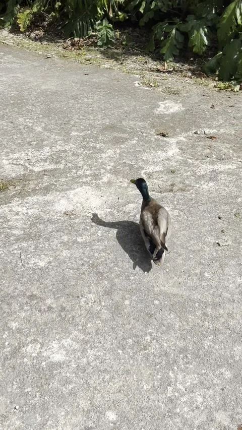 Quacking duck in a park Stock Footage 195420727