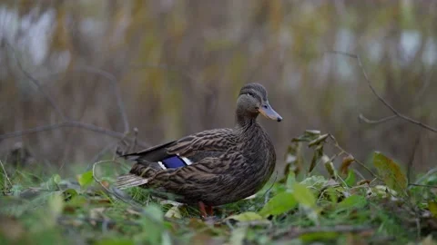 A quacking duck sits in the bushes on a cloudy day 動画素材 164482997