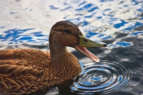 Quacking duck on the water Stock-Fotos