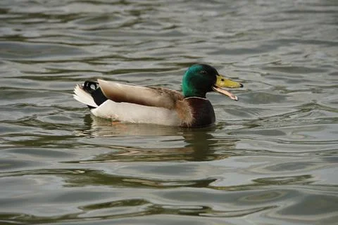 Quacking Mallard Drake Stock-Fotos