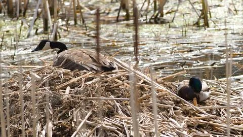 Quacking Quirk: Ducks Perched on Rustic Grass Bed Stock Photos