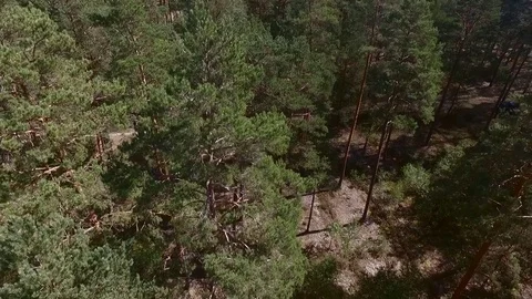 Quadcopter, the ascent from the pine forest Video stock 70392491