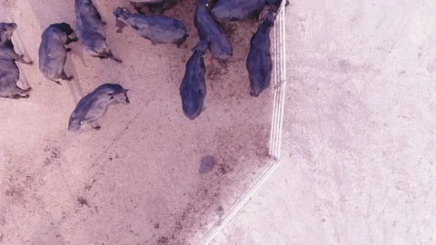 Quadcopter camera shows feeding process of black cattle in large corral on farm Stock Footage 95611727