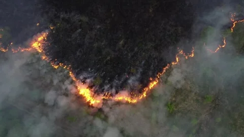 A quadcopter captures a forest fire at a 90-degree angle, aerial 4K Stock Footage 246490517
