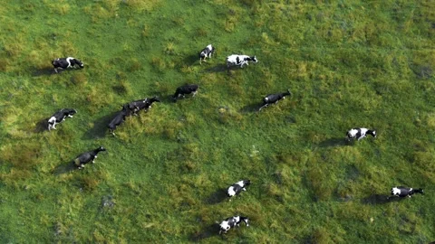 The quadcopter is circling in a meadow with cows. Video stock 161768868