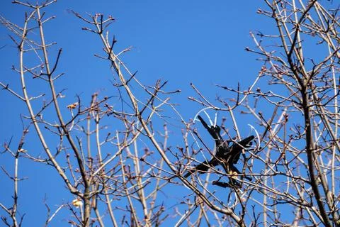 Quadcopter entangled in tree branches Stock Photos