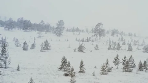 A quadcopter flies in a blizzard and strong wind in winter over young pines in a Stock Footage 228826232