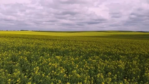 The quadcopter flies low over a rapeseed field of yellow flowers Stock Footage