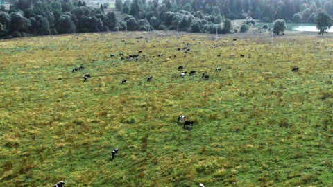 Quadcopter flies over a field with cows Stock Footage 161768842
