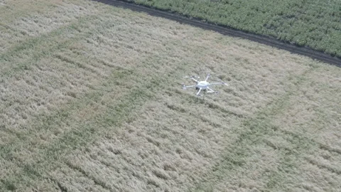 The quadcopter flies over the fields of wheat and soybeans Stock Footage 196823625