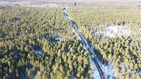 The quadcopter flies over the winter pine forest. Stock Footage 151875620