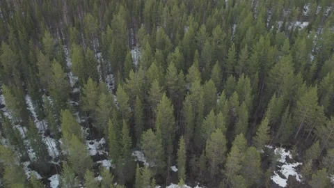 A quadcopter flies in a pine forest. End of winter. Stock Footage 195551796