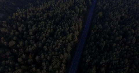 Quadcopter flying above road daily traffic in dense green forest tree tops.  Stock Footage 101264341