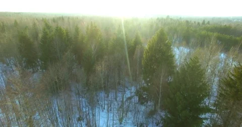 Quadcopter flying above wild mixed forest to rising sun at horizon.  Stock Footage 102094569