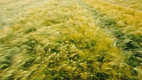 Quadcopter flying sideways from left to right low over a ripening field Stock Footage 157234029