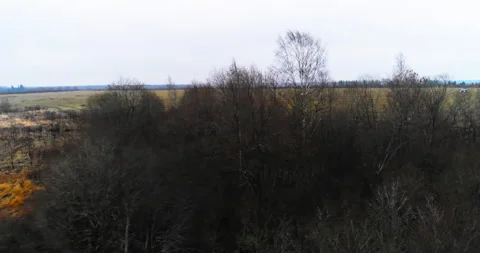 Quadcopter over the forest to the fields Stock-Footage 169417816