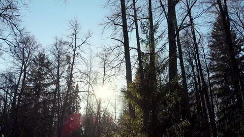 The quadcopter rises and removes the panorama of the winter forest Video stock 104403172
