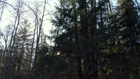 The quadcopter rises and removes the panorama of the winter forest Video stock 104403196