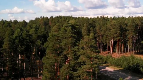  a quadcopter summer forest Stock Footage 146328313