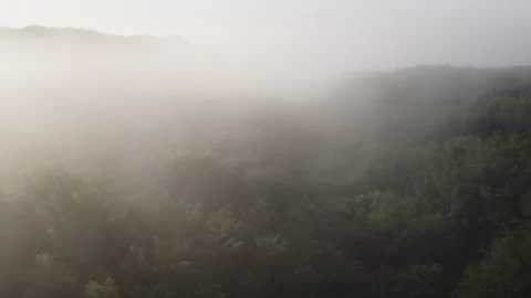 Quadcopter Video of Sunlight Piercing Through Morning Mist over a Lush Forest Video stock 266988623