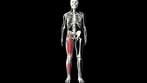 Quadriceps Muscles Video stock 121727439