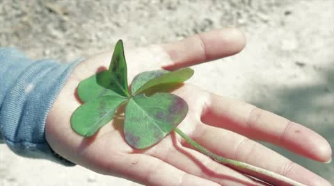 Quadrifoglio Stock Footage 8976098