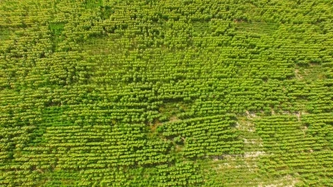 Quadrocopter flies over rows of sunflowers Stock Footage 106980302